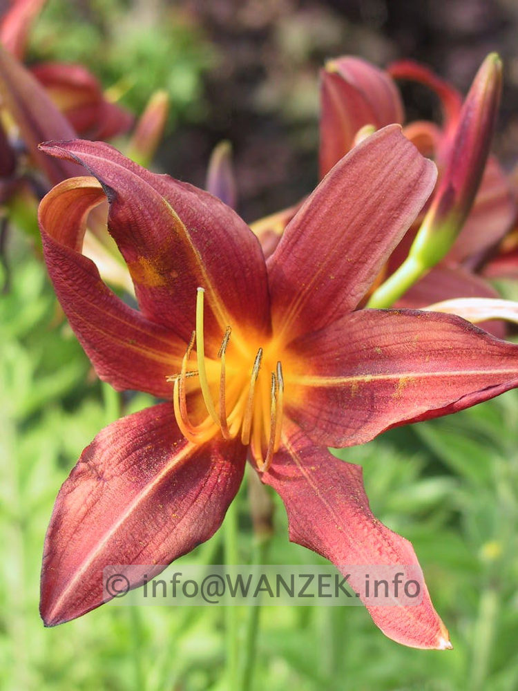 Hemerocallis Aten - ziegelrot.jpg